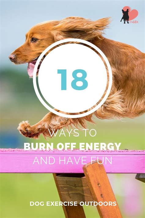  Older dogs will have more energy to burn, so give them a run out for 20 minutes before crate time