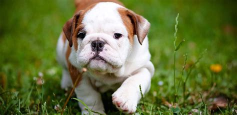  Oliver A delightful and friendly name that suits a lovable bulldog with a cheerful disposition