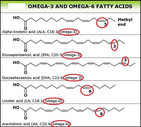 Omega-3 and omega-6 fatty acids