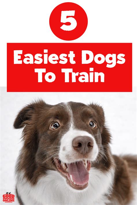  On a positive note, the easiest dogs to train, if you know how to train dogs using motivation and reward, are dogs with a lot of drive
