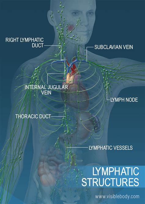  On a positive note the fact that the lymphatic system is linked together throughout the entire body it responds well to treatments like chemotherapy