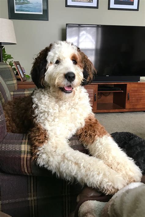  On average, standard Bernedoodles weigh approximately 70 to 90 pounds