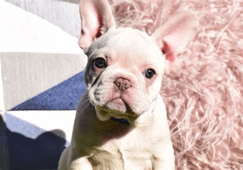 On average, the French Bulldog for sale cost to produce one quality litter involves the cost of the parents