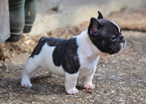  On average, the height of this breed is noticeably greater than that of English Bulldogs or French Bulldogs
