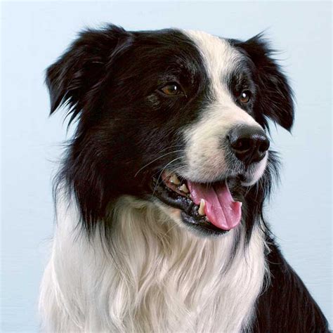  On the Border Collie side, you have a dog that is highly intelligent and eager to learn