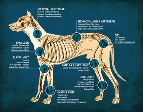  On the contrary, when the hip bones and the majority of the vertebrae are visible, the dog is underweight
