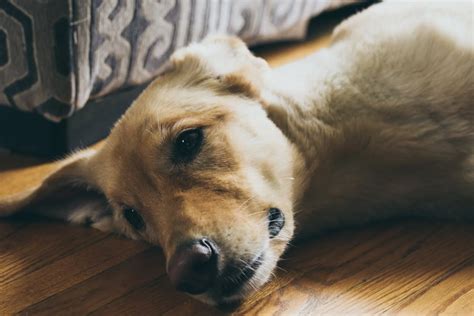  On the other hand, Labrador Retrievers are prone to health issues such as hip and elbow dysplasia, progressive retinal atrophy, and heart diseases