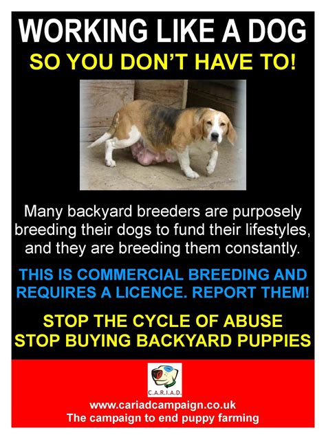  On the other hand, backyard breeders are more interested in making a profit than in producing healthy, well-adjusted dogs
