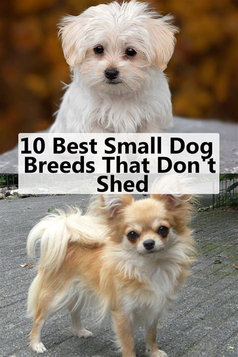 On the other hand, smaller breeds require lower doses than larger species
