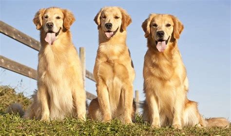  On the other hand, the Golden Retriever hails from Scotland and is known for its friendly demeanor, intelligence, and golden coat that shines like the sun