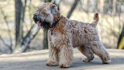  On the other hand, the Wheaten Terrier has been bred since the s in Ireland, with its primary purpose being that of a herding dog