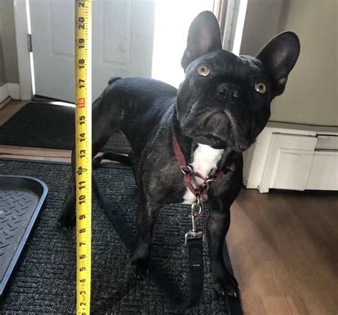  On the other hand, the female french bulldog is about 11 inches and 20 pounds