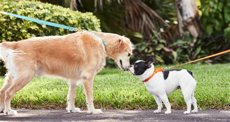  On the same token it is crucial that your dog socialize with other dogs early on