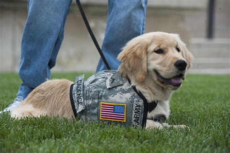  On the softer side, the dog may be used as a service dog for war veterans or soldiers who are suffering from PTSD
