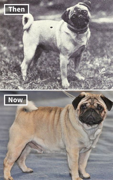  Once Pugs become adults, they are not as active as when they were pups, and they are not growing at exponential rates, if at all