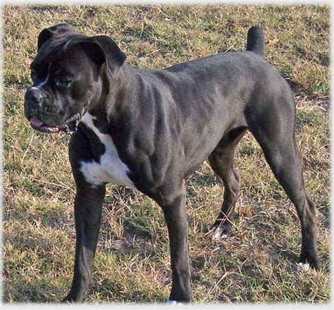  Once in a while there will be a breeder that claims to have black Boxers and will point to this one incident long ago as evidence that black does indeed run in the bloodline