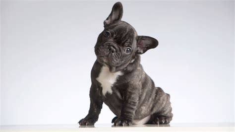  Once the dog breed became prominent in France, the subsequent successful crossbreeding of the English Bulldog, Pug, and Terrier led to the creation of the modern-day Frenchie