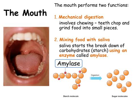  Once the edible enters your mouth, your saliva starts to break it down