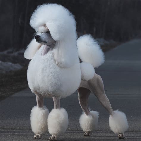  Once the process is over, your pet will have the adult Poodle coat that is famously good for people with allergies