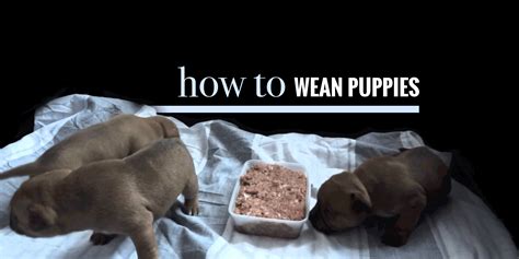  Once the puppies are 3 to 4 weeks old, you can begin the weaning process by giving them access to puppy food