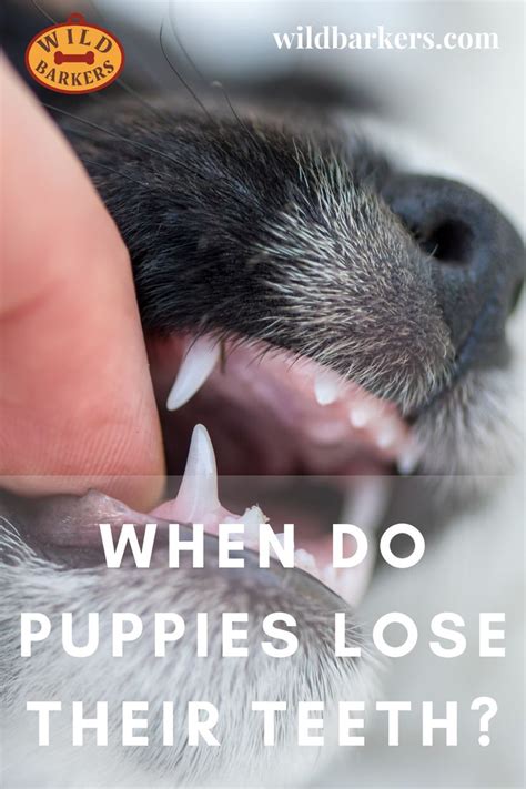  Once the puppies start to develop teeth, her desire to let them feed declines precipitously