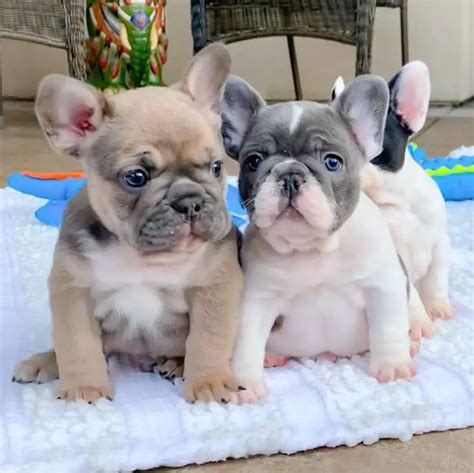  Once these French bulldog puppy training techniques have been repeated enough, the puppy will know what to do when they need the toilet and they will use everything that you have taught them in order to let you know that they are ready to go out