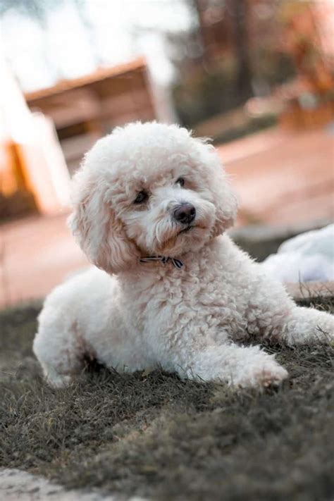  Once they have the basics down, you can teach your Miniature Poodle more complex tricks