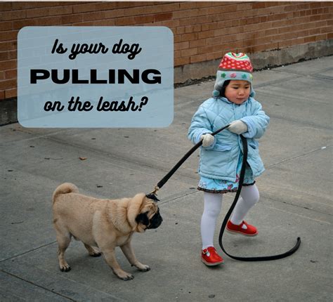  Once they stop paying attention to the leash, pick it up and follow the puppy