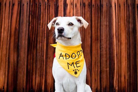  Once you are approved with our rescue, you can meet any one of our dogs within the fosters home