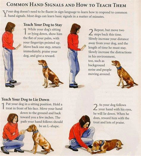  Once you get working, consistency is key to teaching your dog good behavior