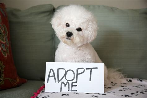  Once you have found the dog you would like to adopt, you will be given advice and guidance to help the adoption process run smoothly