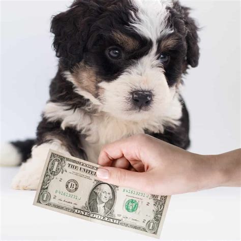  Once you start summing up all the costs related to buying a Bernedoodle, the total amount can quickly reach several thousand dollars