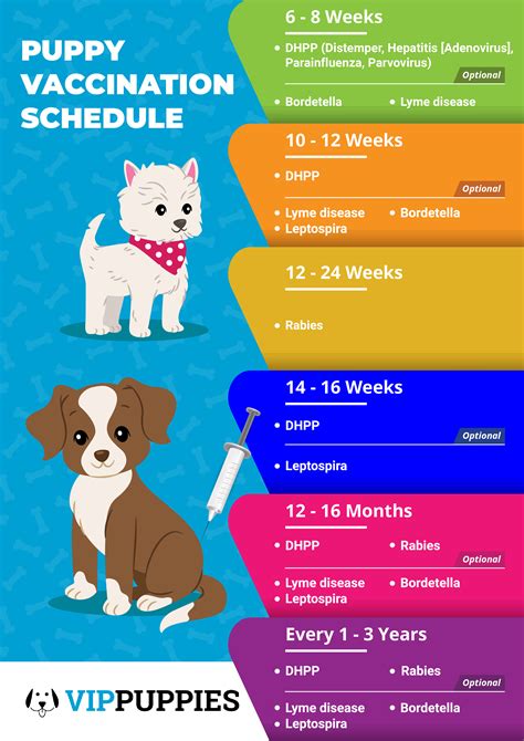  Once your puppy is home, we recommend taking your puppy and their records for a first check-up at your own veterinarian