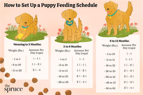  Once your puppy reaches about 6 months of age you can begin to feed them according to their weight and activity level