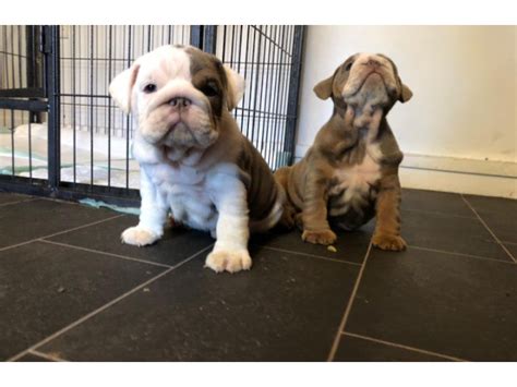  One Bulldog for sale in Seattle may be female, which raises the price, while another one may be a certain color or quality