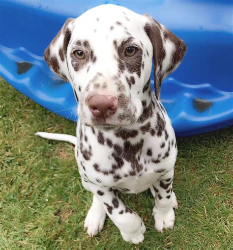  One can easily purchase Dalmation puppies in between the range of Rs