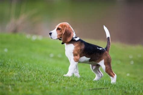  One is reminiscent of the old pocket Beagles, standing 13 inches or less at the shoulders and weighing under 20 pounds