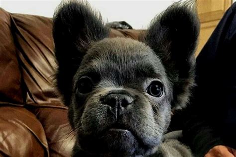  One may come across a long-haired French Bulldog, known as fluffy Frenchie, with wavy, medium-length hair over ears, head, back, and chest