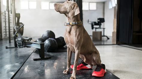  One of the best things we can do for athletic dogs is to help support their overall well-being by doing what we can to reduce inflammation, soreness, and stiffness from a long or vigorous workout