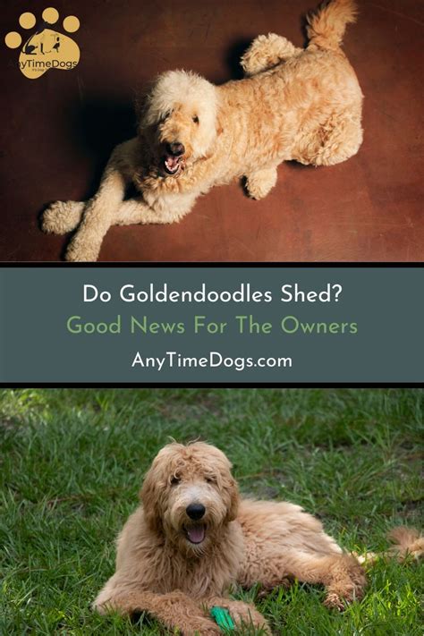  One of the best-known traits of Goldendoodles is the fact that they hardly, if ever, shed