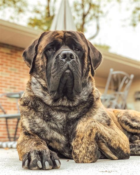  One of the facts about English Mastiffs is that they are classified as a giant dog breed