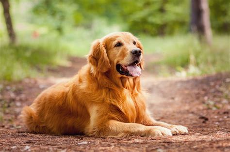  One of the facts about Golden Retrievers is that they are considered one of the friendliest dog breeds