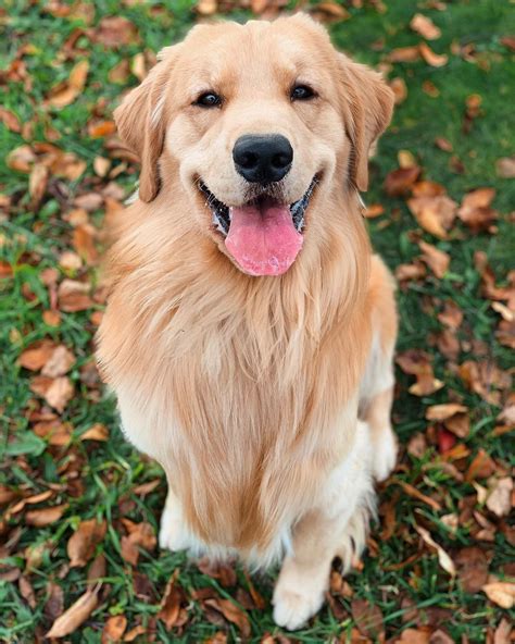  One of the facts about Golden Retrievers is that they are the epitome of friendly and make fantastic family dogs
