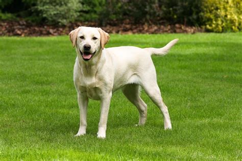  One of the facts about Labrador Retrievers is that they have an extended puppyhood and tend to maintain that puppy-like energy and maturity until they are years old