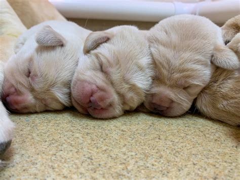  One of the first things you may notice is that all our puppies are born with pink noses