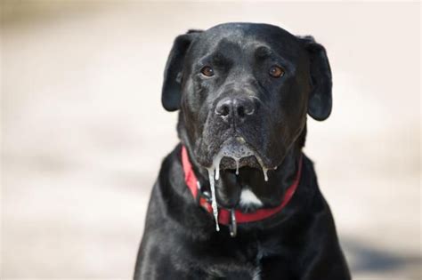  One of the issues you may face is the potential for drooling that is common among bully breeds