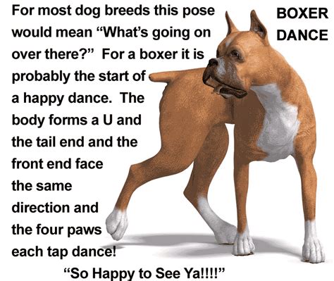  One of the more familiar tricks Boxers are known for is kidney beaning, a dance they do whenever they are excited