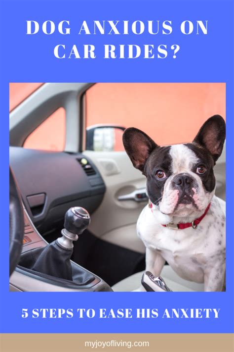  One of the most common causes of canine anxiety is car rides
