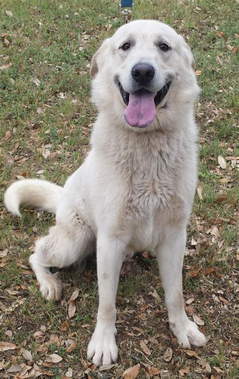 One of the most common problems that a German Shepherd Great Pyrenees cross may face is hip and elbow dysplasia