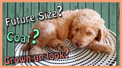  One of the most common questions new Goldendoodle owners ask is when their puppy will outgrow the biting phase
